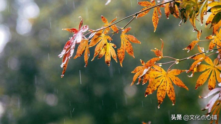 描写秋雨绵绵的古诗词名句（秋雨悠悠——寂静中的美丽）