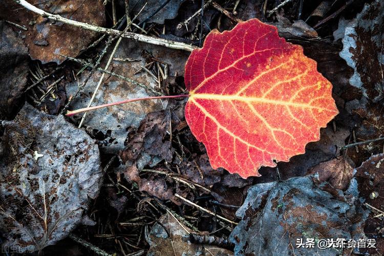 描写秋雨的句子摘抄（幸福在雨中）