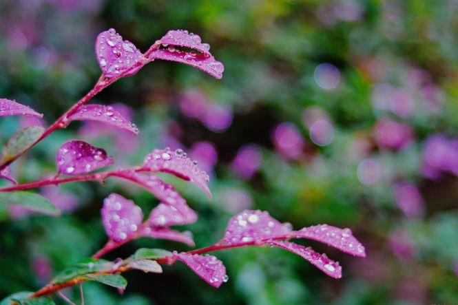 关于描写秋雨的优美句子（文章主题：落叶静听秋雨声）