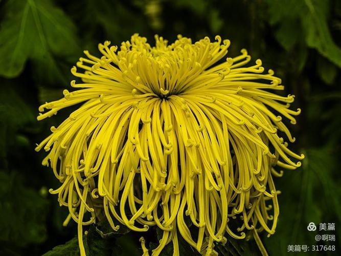 描写菊花的优美句子10字（秋风吹散花香，菊韵盈怀眼中）