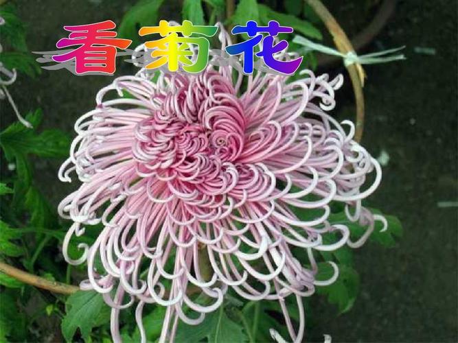 描写菊花的优美句子10字（秋风吹散花香，菊韵盈怀眼中）