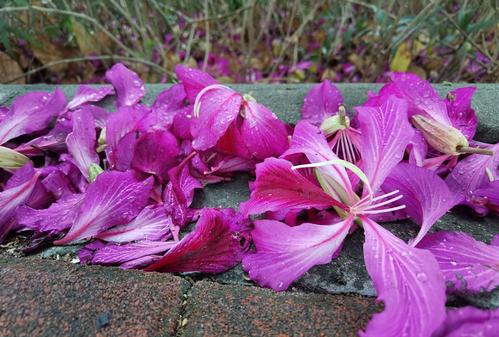 描写花落的优美句子片段（让时间停留在那片风景里）