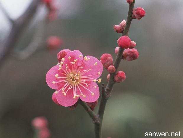 有关描写花的句子大全简短（花舞盛宴）