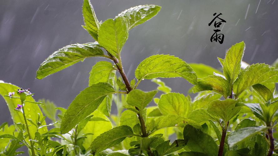 谷雨节气的诗句春天（感受大自然的美妙）