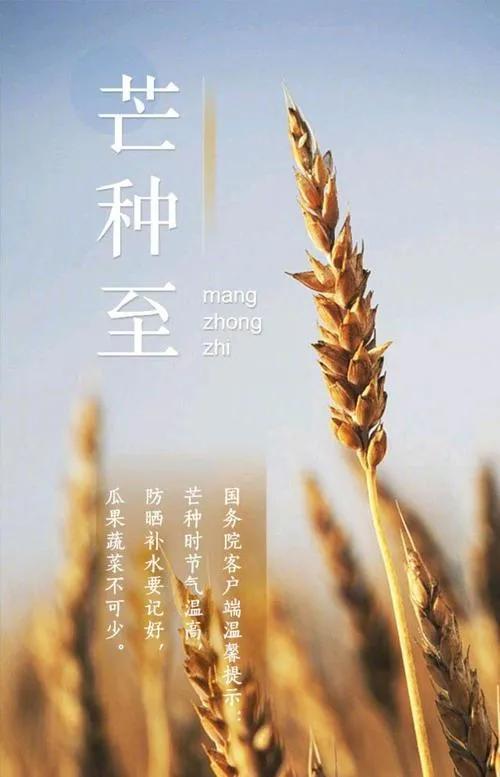 关于芒种节气的诗句或民间谚语摘抄（芒种花开的季节）