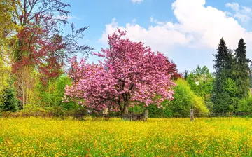 关于春天的柳树作文（《春天的味道》）