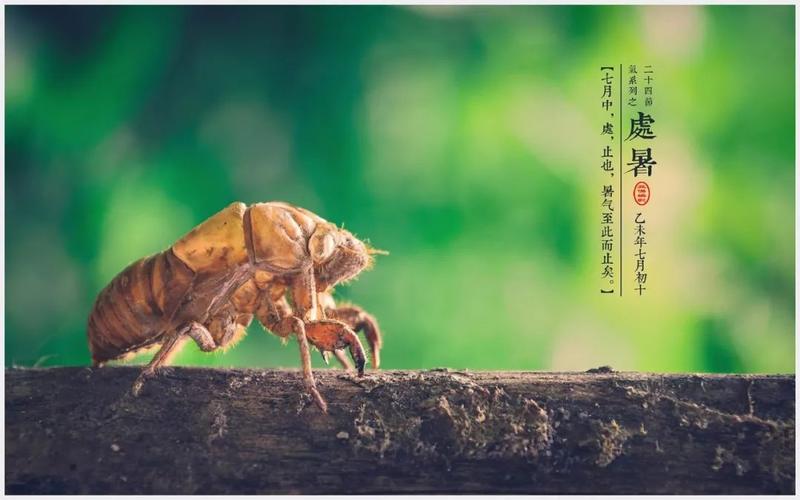 处暑祝福短语（今日处暑微信祝福语——唯美短句盘点）