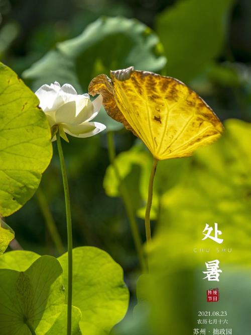 今日处暑的唯美句子（《今日处暑：炎热逼人，清凉无限》）