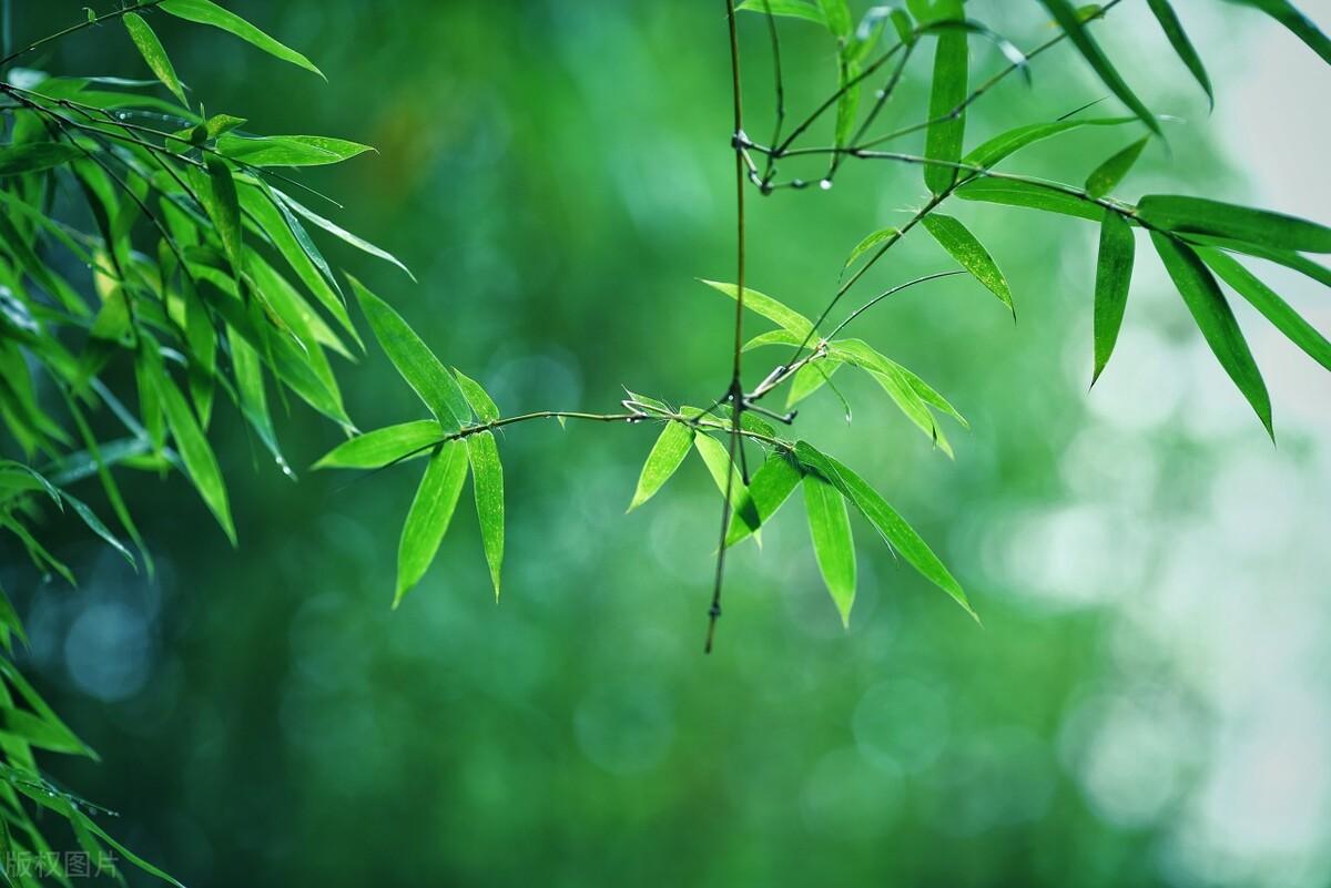 春雨古诗词200句赏析（下雨天意境绝美的诗词）