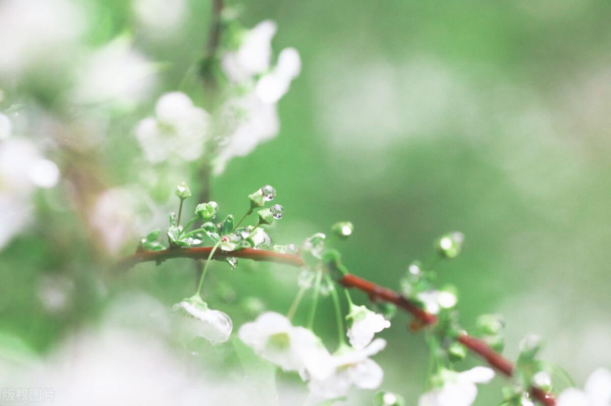 春雨古诗词200句赏析（下雨天意境绝美的诗词）