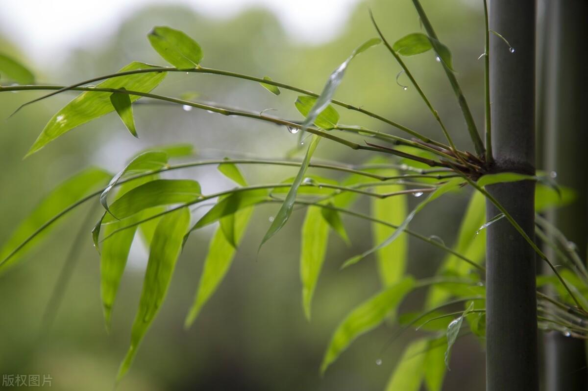 春雨古诗词200句赏析（下雨天意境绝美的诗词）