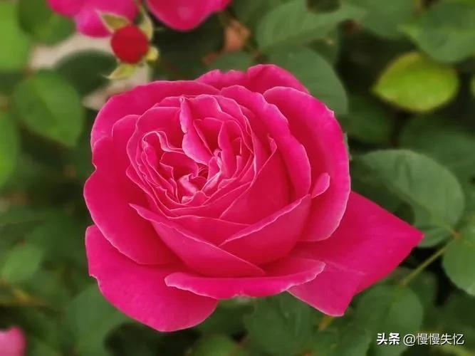 关于月季花的诗句鉴赏（六首宋代月季花诗词）