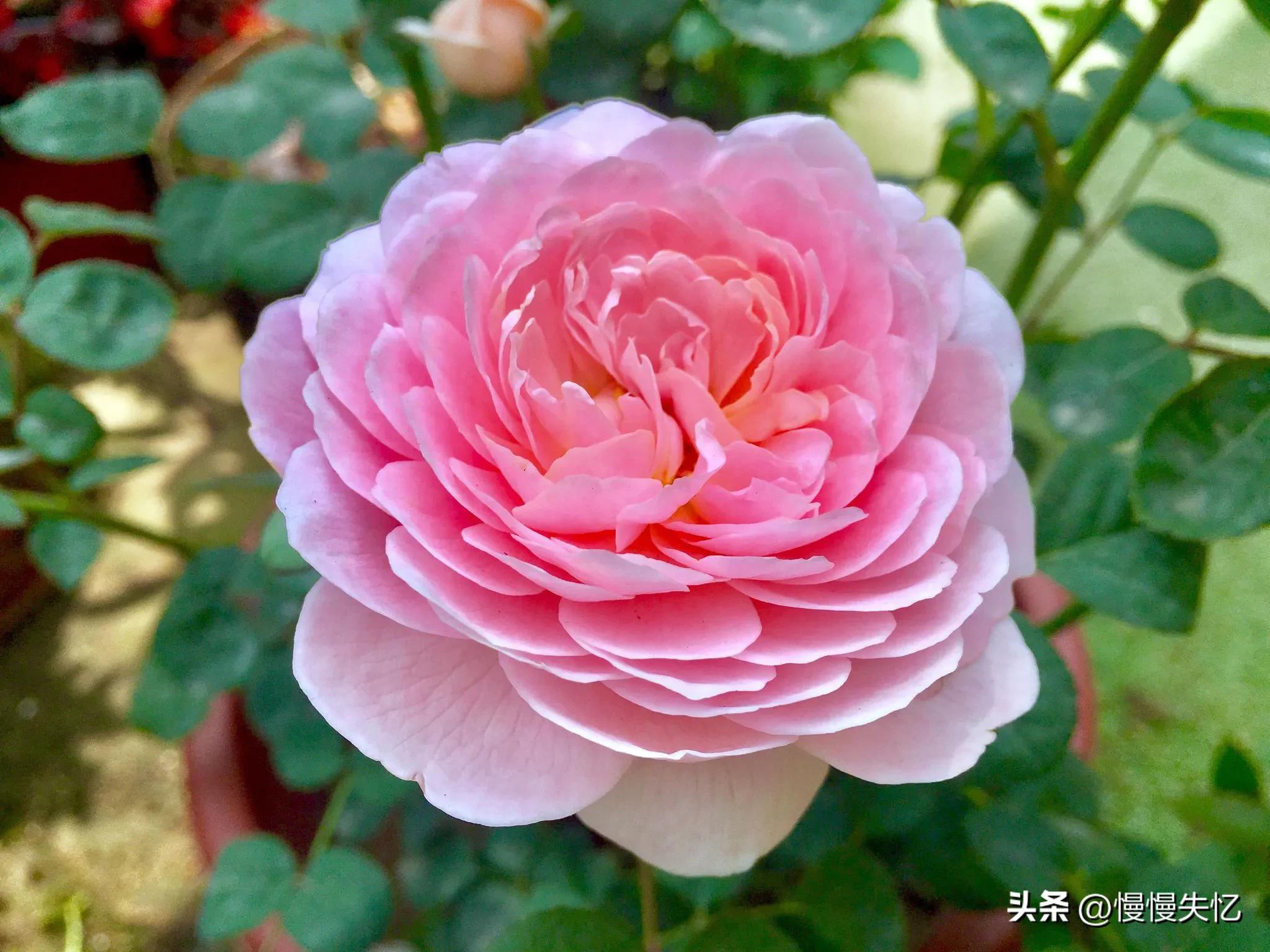 关于月季花的诗句鉴赏（六首宋代月季花诗词）