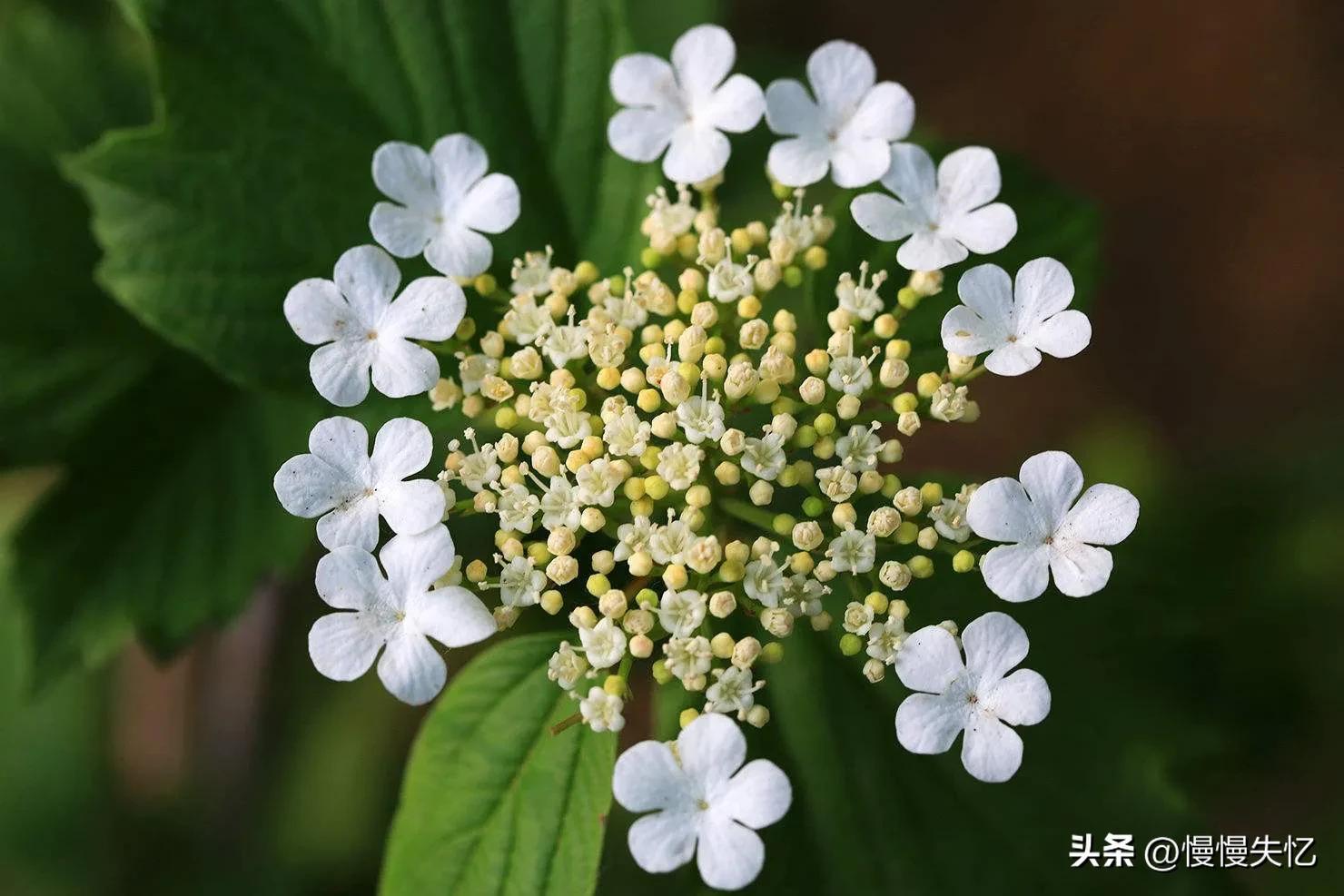 描写琼花的优美诗句赏析（六首琼花诗词）