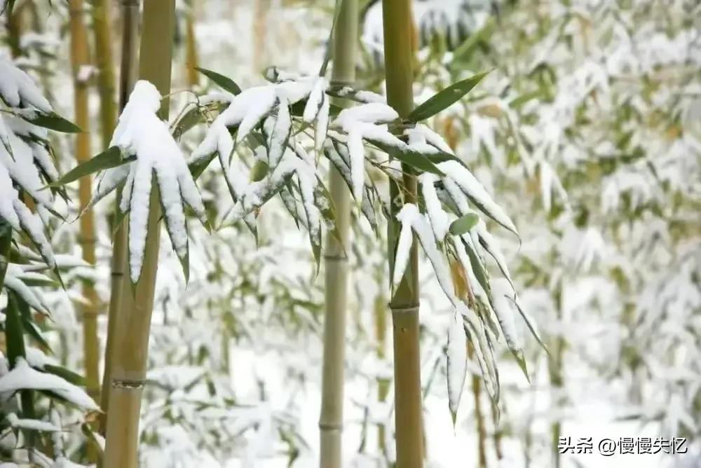 白居易17首极简五绝诗（白居易诗词大全）