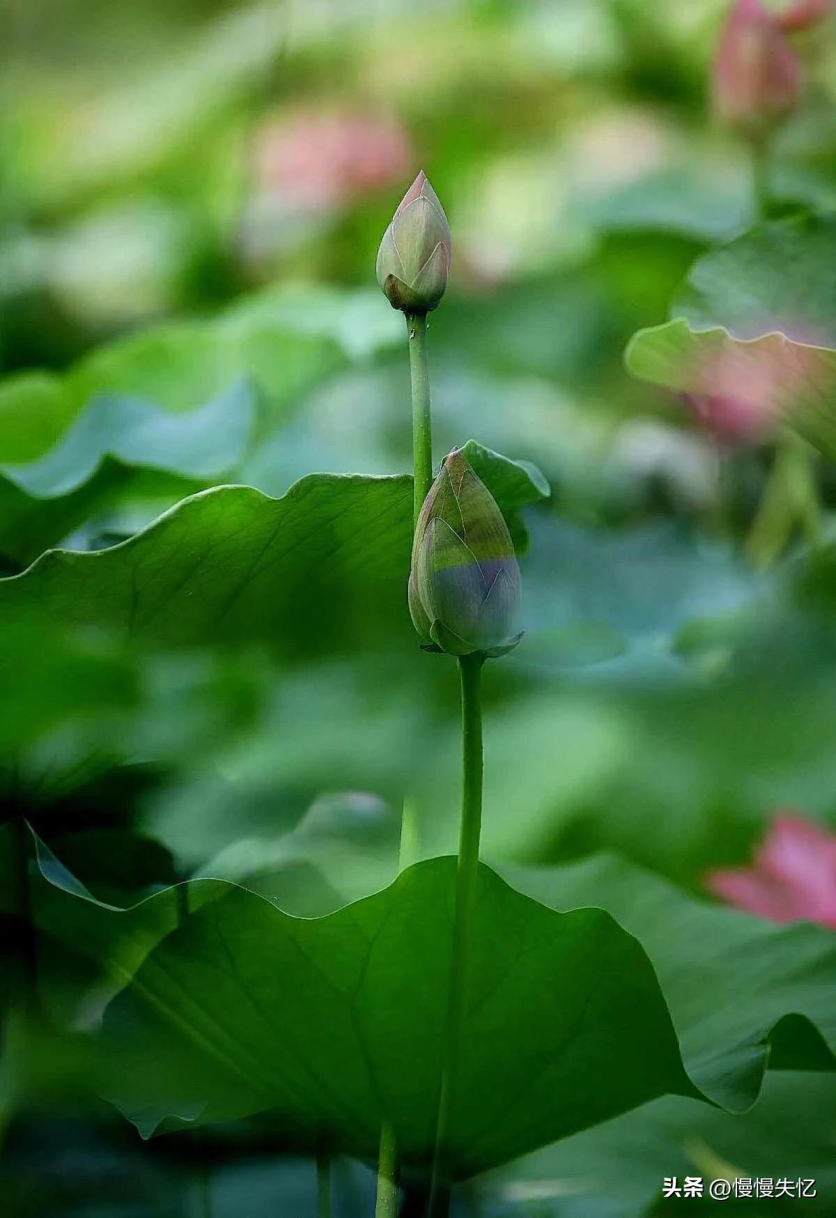 赞美夏花的优美诗词赏析（20首初夏诗词）