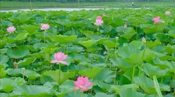 那些美好的夏天作文（《家乡的夏天》）