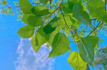 那些美好的夏天作文（《夏天的景色》）