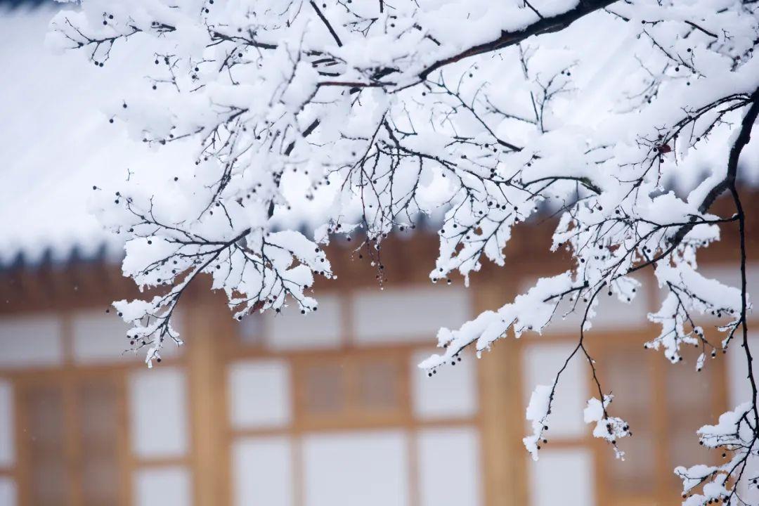 关于咏雪诗词鉴赏（分享10首咏雪诗词）