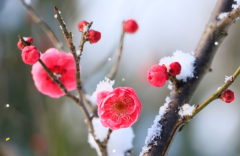 关于雪梅的诗词赏析（十二首雪梅的诗词）