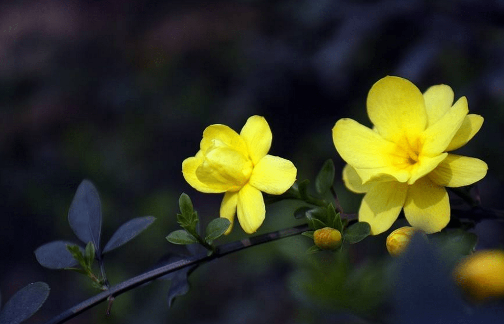 迎春花古诗大全（十五首绝美的迎春花诗词）