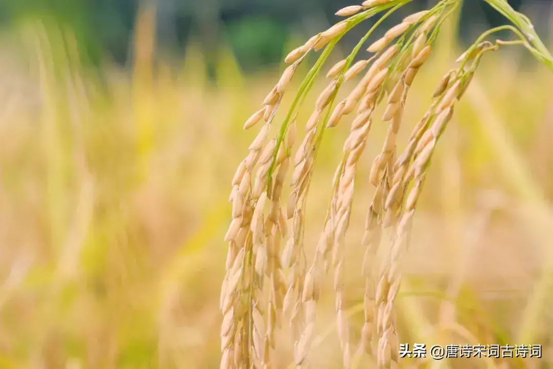 芒种诗词古诗大全赏析（精选30首芒种诗词）