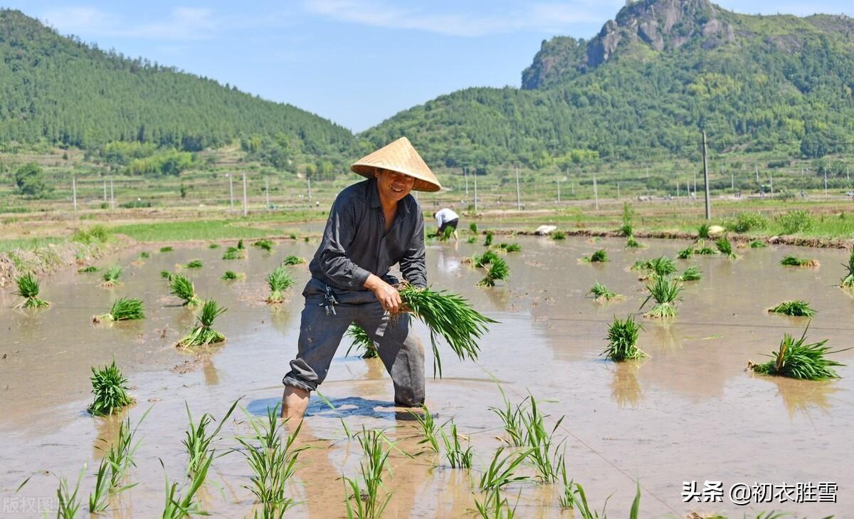 二十四节气芒种古诗六首（芒种诗词古诗大全）