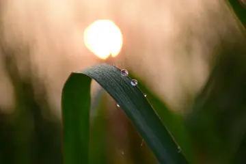 雨露之美作文650字范文（青少年的榜样）