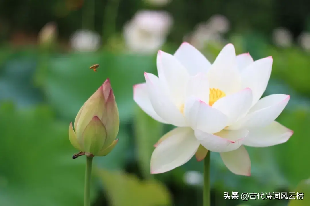 荷花诗词大全赏析（70句唯美荷花诗词）