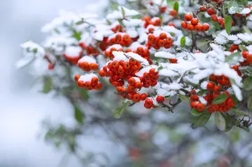 那些冬天的雪花作文（《精彩的冬天》）