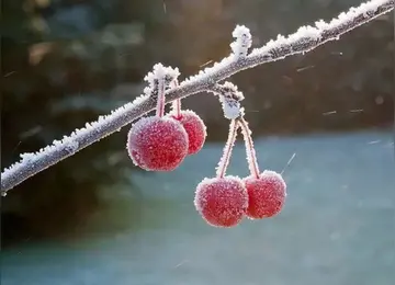 那些家乡的春天作文（《家乡的景色》）