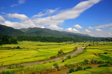 那些家乡的年味作文（《家乡的味道》）