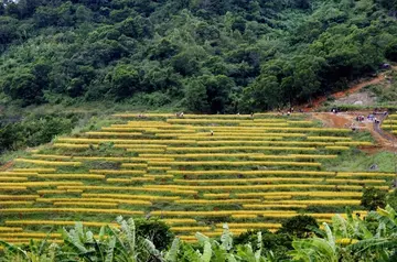 那些家乡的苹果作文（《家乡的景色》）