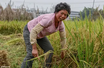 妈妈的辛勤与付出作文650字（有妈妈陪伴）