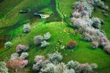 关于春节的传统作文（《春节的景色》）