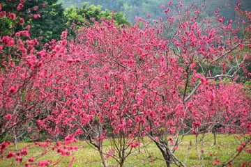 那些春节的话题作文（《别样的春节》）