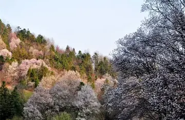 那些春节的记忆作文（《家乡的春节》）