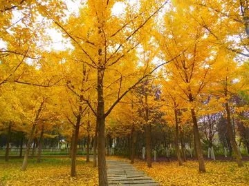 那些春节的幸福作文（《春节的故事》）