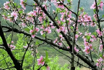 那些愉快的春节作文（《春节的景色》）