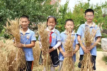 劳动的快乐和团结作文（以劳动为荣）