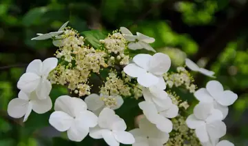 花的魅力作文650字精选（印象深刻）