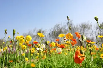 记忆中的那片花海650字作文（温暖的港湾）