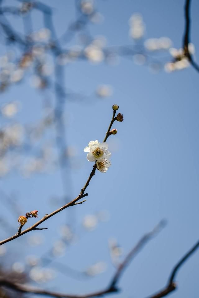 赞美梅花唯美古诗句（晁补之咏梅词）