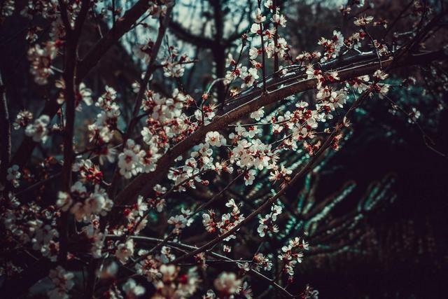 赞美梅花唯美古诗句（晁补之咏梅词）