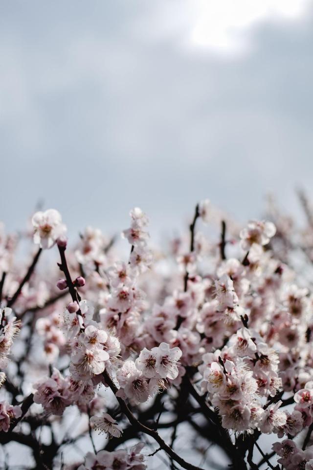 赞美梅花唯美古诗句（晁补之咏梅词）