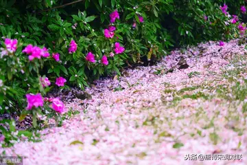 走着走着花就开了650字作文（春天的祝福）