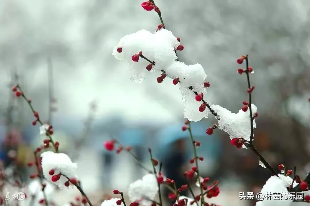 大雪赞美冬天的古诗词名句（16首最美的大雪诗词）