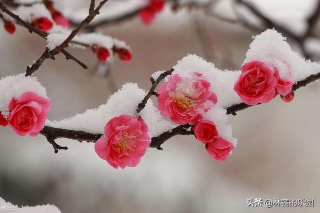 大雪赞美冬天的古诗词名句（16首最美的大雪诗词）