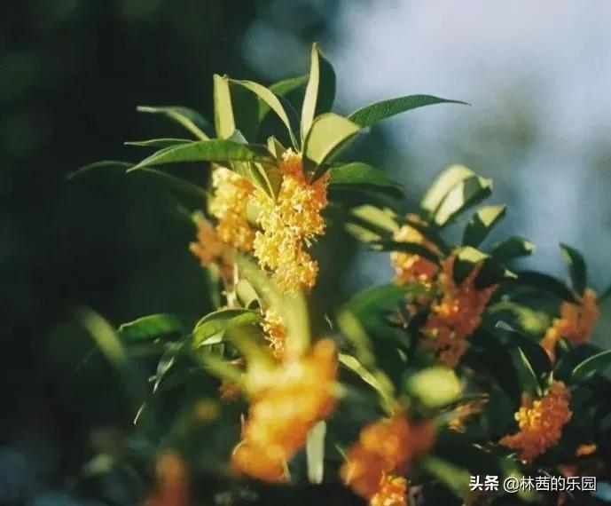 夸赞桂花十里飘香的诗句（10首优美的桂花诗词）