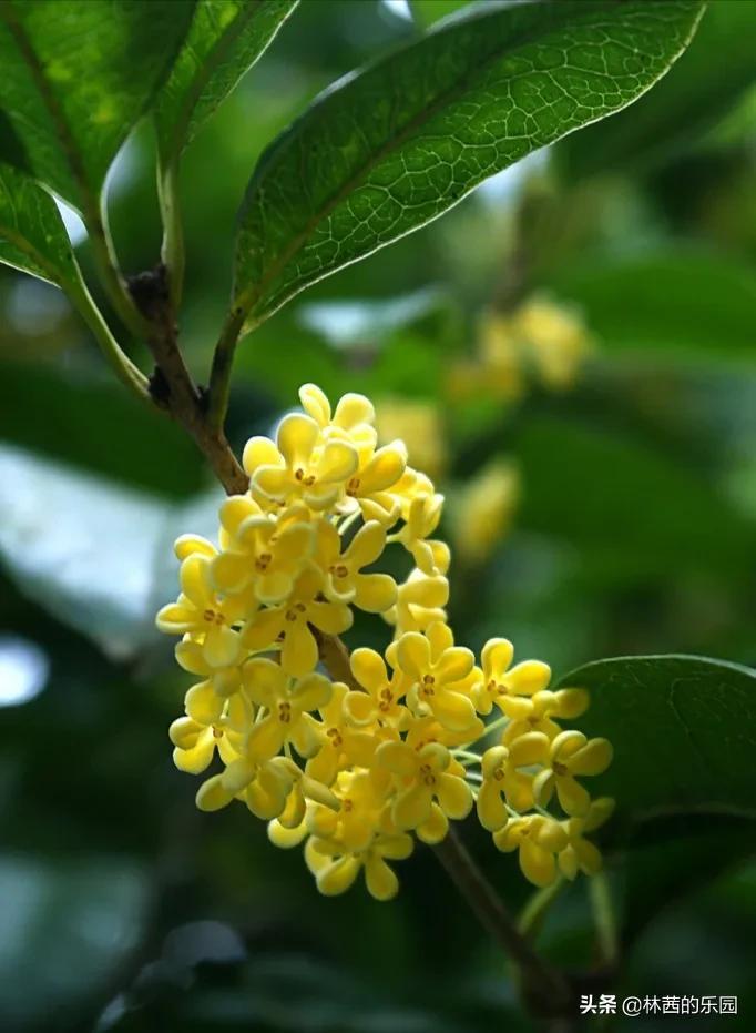 夸赞桂花十里飘香的诗句（10首优美的桂花诗词）